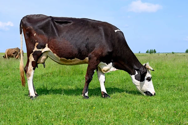 Nahaufnahme Einer Niedlichen Kuh Auf Der Wiese — Stockfoto