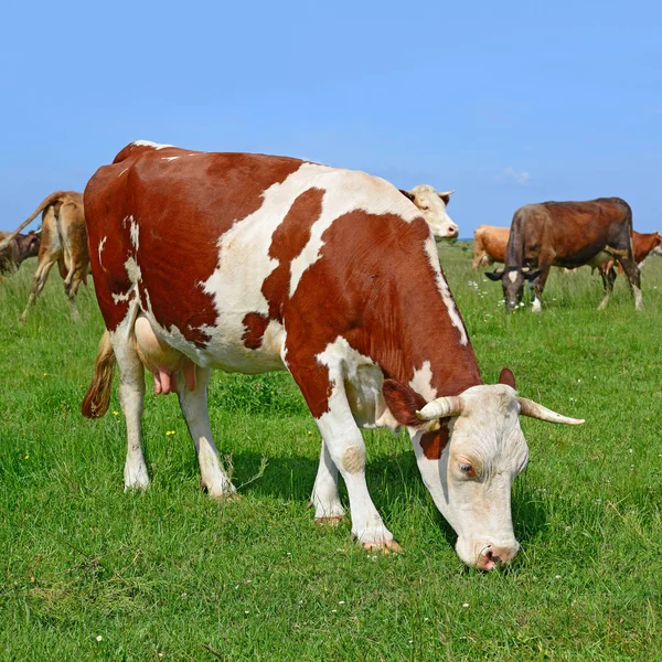 Krávy Venkovské Pastvině Slunečného Dne — Stock fotografie