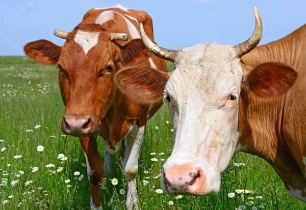 Cows Rural Pasture Sunny Day — Fotografia de Stock