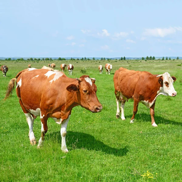 Koeien Een Weiland Een Zonnige Dag — Stockfoto
