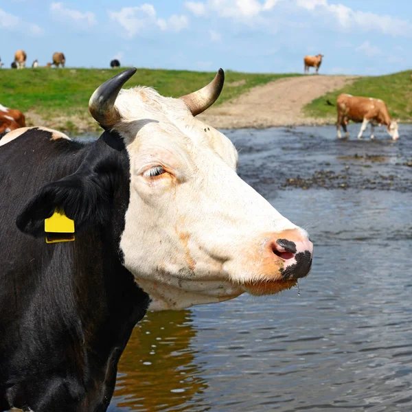 Cows Watering River Summer — Foto de Stock