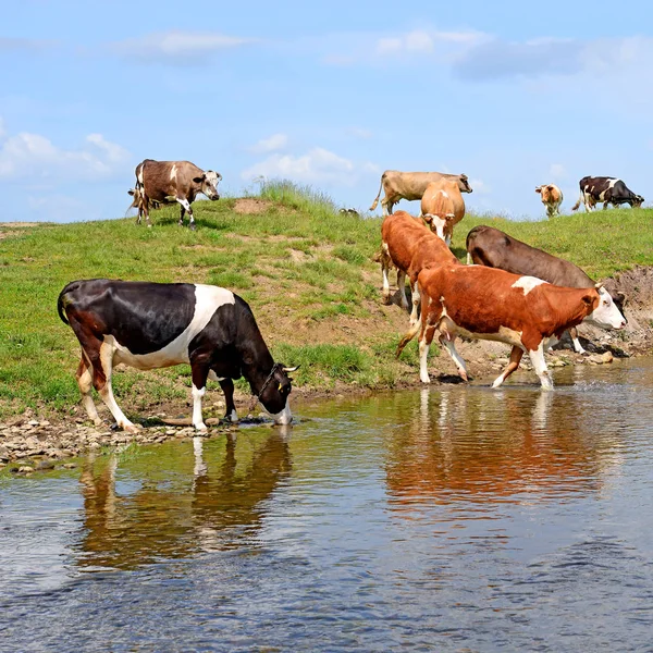Vacas Que Regam Rio Verão — Fotografia de Stock