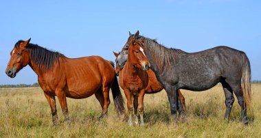 Otlaktaki güzel atlar