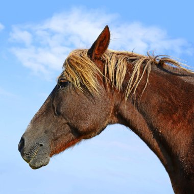 Head of a horse against blue sky.