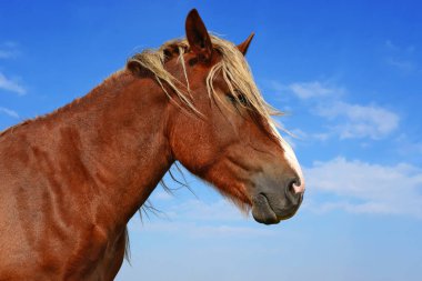Head of a horse against blue sky.