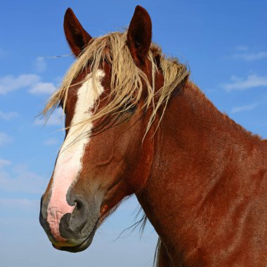 Head of a horse against blue sky.