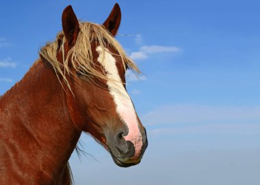 Head of a horse against blue sky.