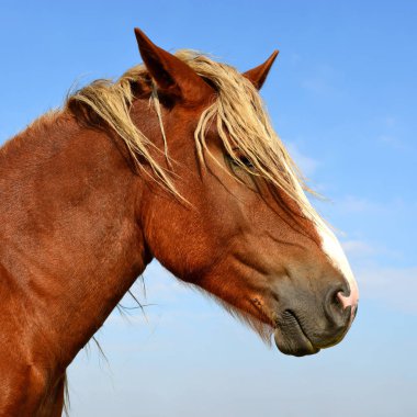 Head of a horse against blue sky.