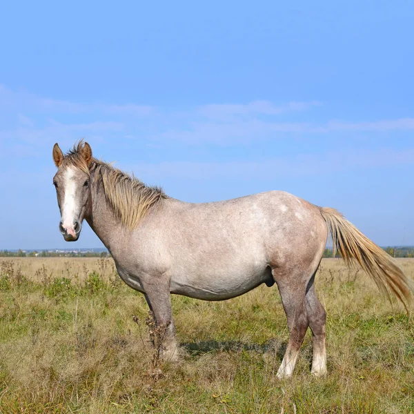 Horse Summer Pasture — Stock Photo, Image