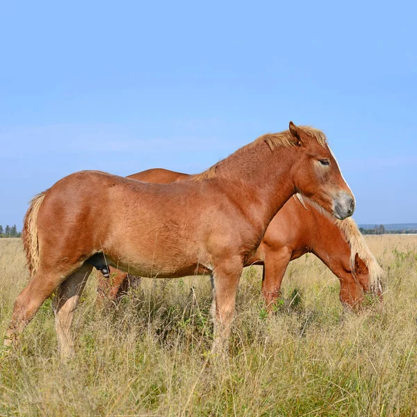 Beautiful Horses Pasture — Stockfoto