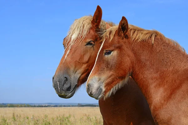 Hermosos Caballos Pasto —  Fotos de Stock