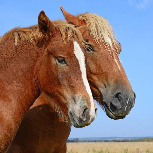 Beautiful Horses Pasture — 图库照片