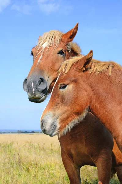 Hermosos Caballos Pasto —  Fotos de Stock