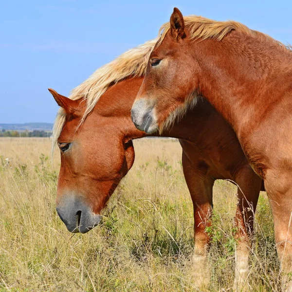 Hermosos Caballos Pasto —  Fotos de Stock