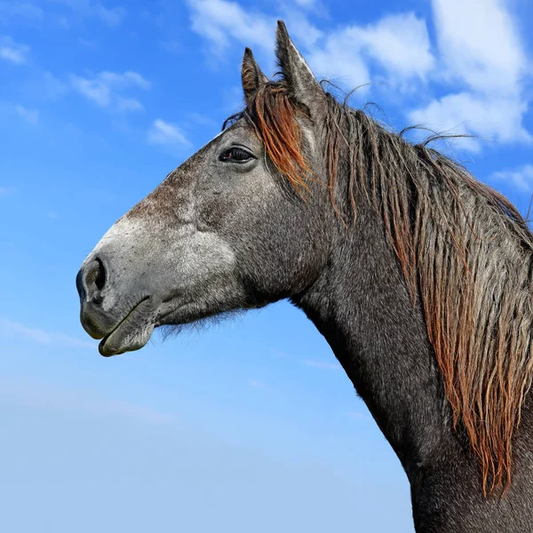 Head Horse Blue Sky — Stock Photo, Image
