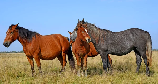 Красивые Лошади Пастбище — стоковое фото