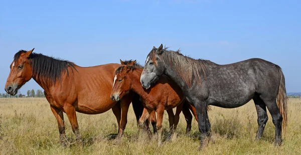 Beautiful Horses Pasture — Stok fotoğraf