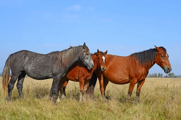 Hermosos Caballos Pasto —  Fotos de Stock