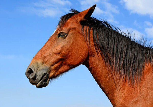 Head of a horse against blue sky.