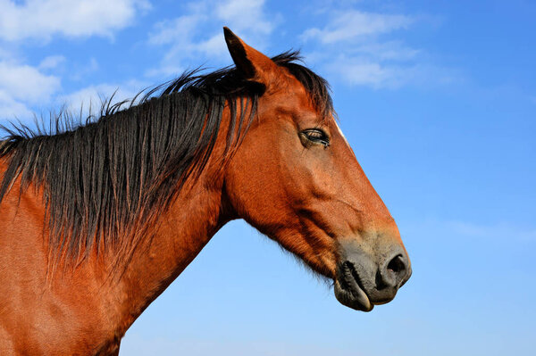 Head of a horse against blue sky.