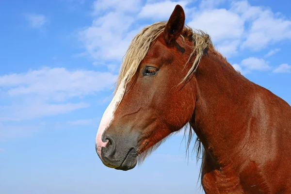 Cabeza Caballo Contra Cielo Azul —  Fotos de Stock