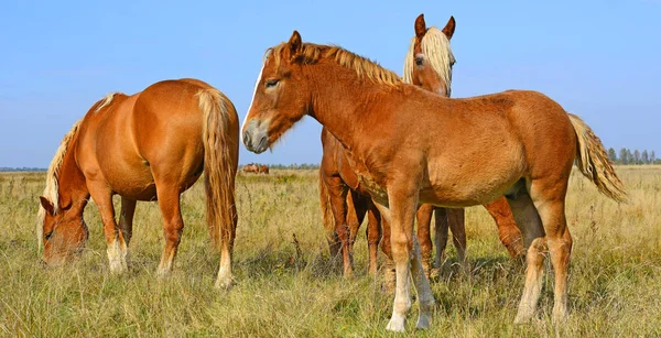 Bellissimi Cavalli Pascolo — Foto Stock