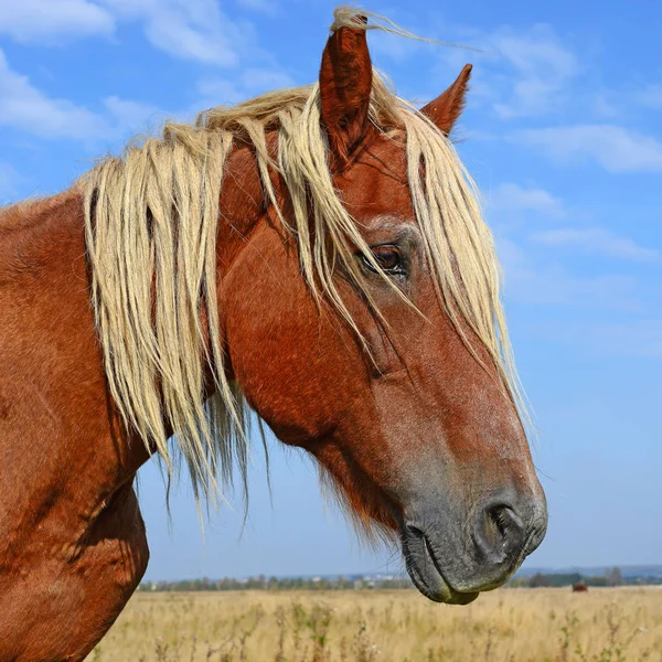 Hoofd Van Een Paard Tegen Blauwe Lucht — Stockfoto