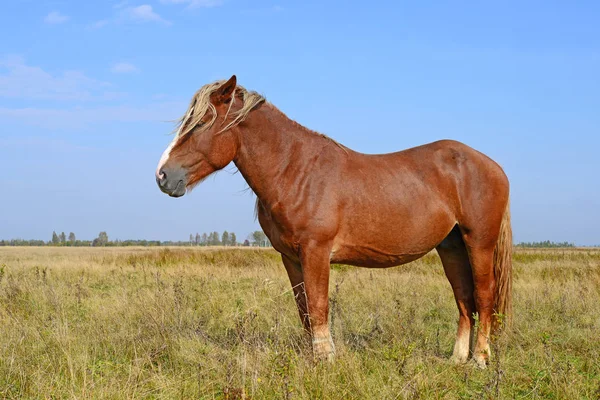 Cavallo Pascolo Estivo — Foto Stock