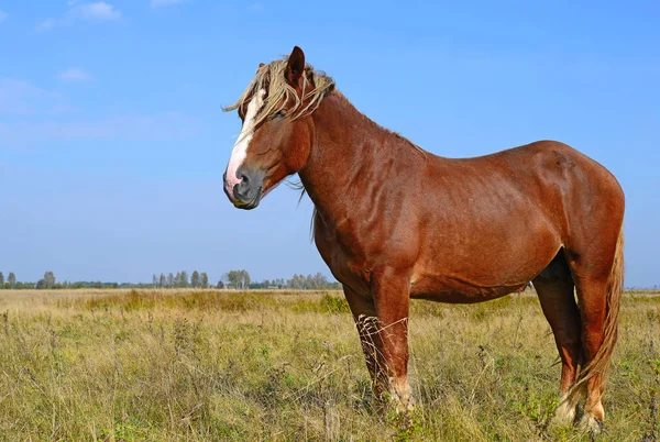 Paard Een Zomerweide — Stockfoto