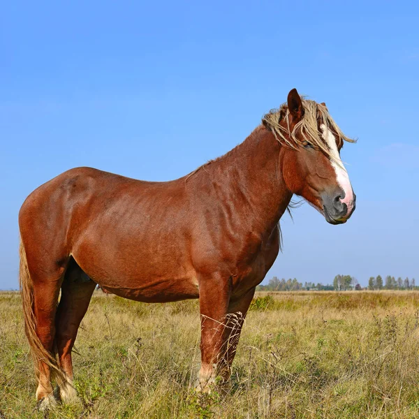 Cavallo Pascolo Estivo — Foto Stock