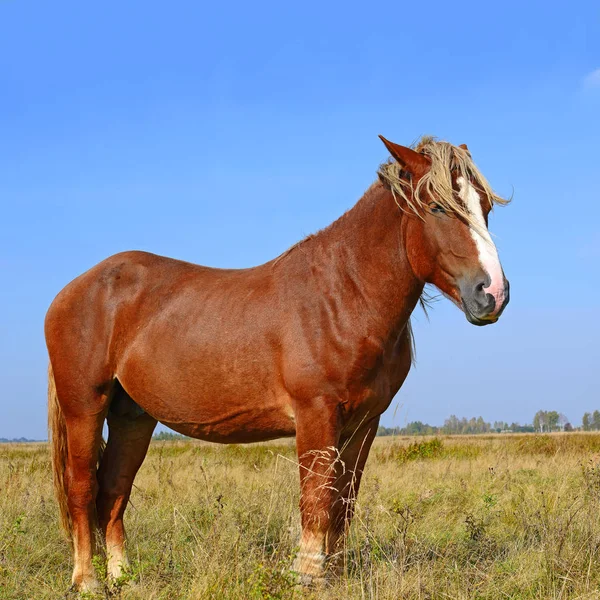 Caballo Pastizal Verano —  Fotos de Stock