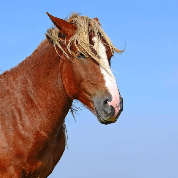 Head Horse Blue Sky — Stockfoto