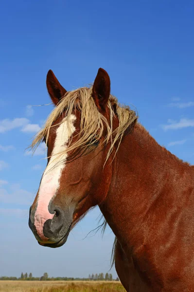 Cabeça Cavalo Contra Céu Azul — Fotografia de Stock