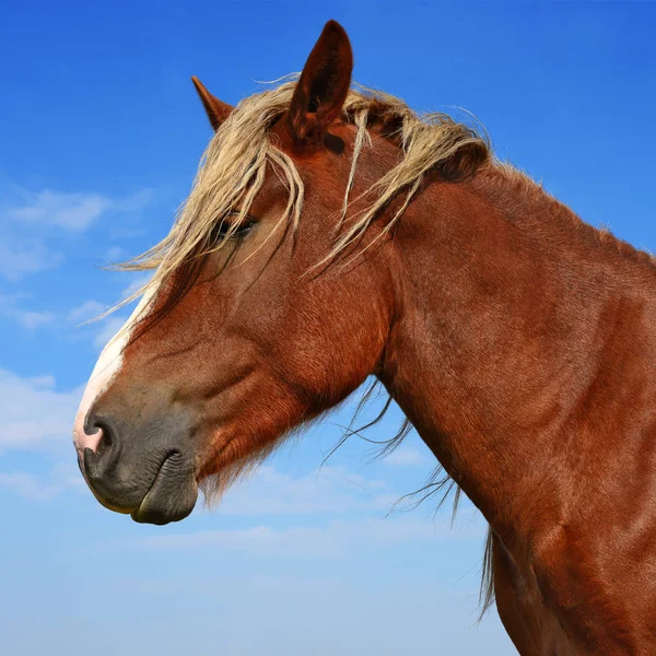 Cabeça Cavalo Contra Céu Azul — Fotografia de Stock