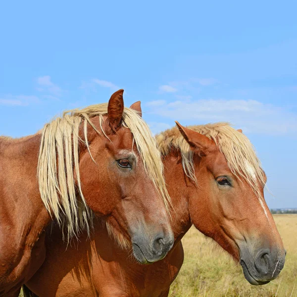 Beautiful Horses Pasture — Fotografia de Stock