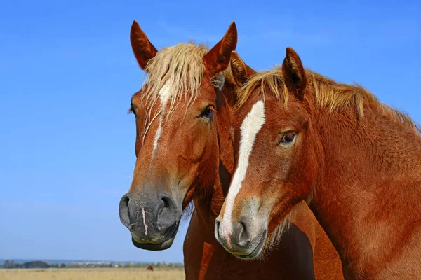 Belos Cavalos Pasto Imagem De Stock
