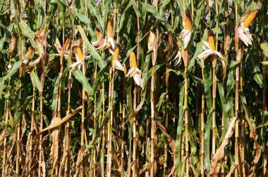 Kırsal manzara içinde olgunlaşmış Mısır.