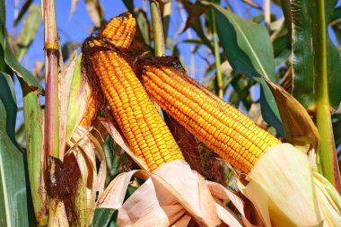 Kırsal manzara içinde olgunlaşmış Mısır.