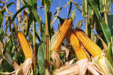 Kırsal manzara içinde olgunlaşmış Mısır. 