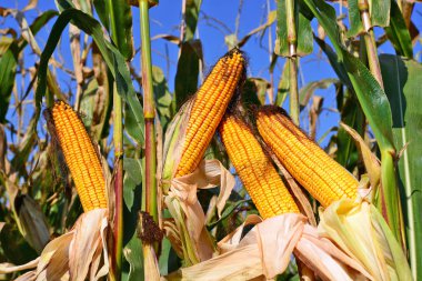 Kırsal manzara içinde olgunlaşmış Mısır. 