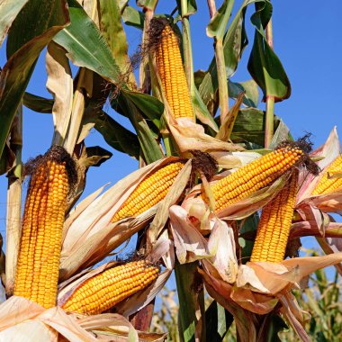 Kırsal manzara içinde olgunlaşmış Mısır. 