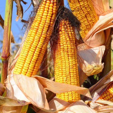 Kırsal manzara içinde olgunlaşmış Mısır. 