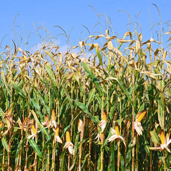 Ripe Corn Rural Landscape — Stock Photo, Image
