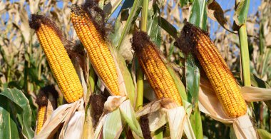 Kırsal manzara içinde olgunlaşmış Mısır. 