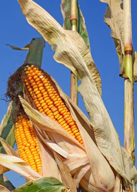 Bir tarladaki olgun mısır koçanlarının yakın görüntüsü 