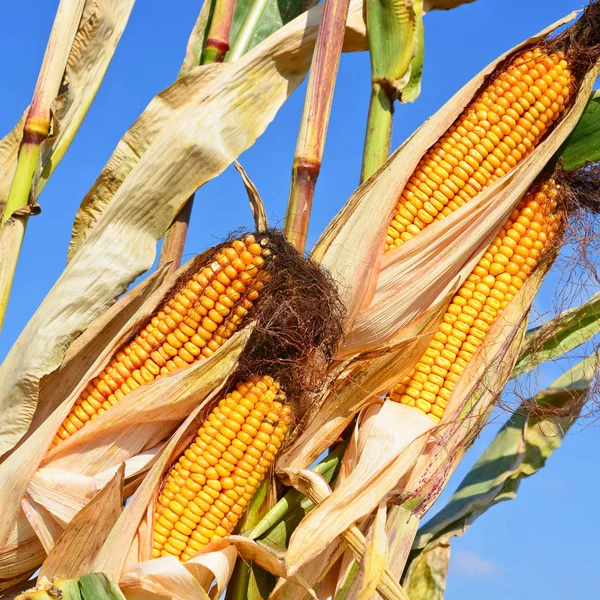 Close View Ripe Corn Cobs —  Fotos de Stock