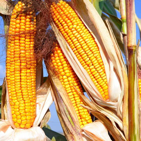 Close View Ripe Corn Cobs Field — Fotografia de Stock