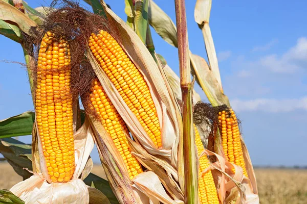 Close View Ripe Corn Cobs Field — 스톡 사진