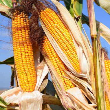 Close up view of ripe corn cobs in a field 