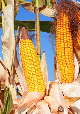 Close up view of ripe corn cobs in a field 
